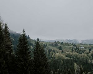Превью обои ель, деревья, трава, лес, туман