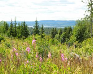 Превью обои ель, деревья, цветы, трава, небо