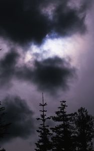 Превью обои ель, деревья, туча, пасмурно