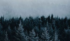 Превью обои ель, деревья, туман, лес