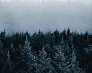 Превью обои ель, деревья, туман, лес