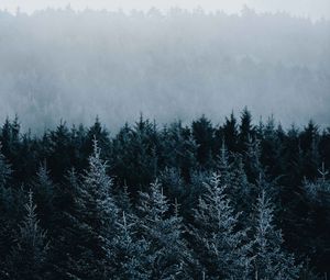Превью обои ель, деревья, туман, лес