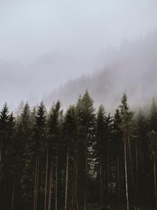 Превью обои ель, деревья, туман, лес, облака