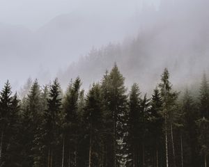 Превью обои ель, деревья, туман, лес, облака
