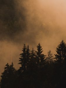 Превью обои ель, деревья, туман, дым