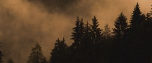 Превью обои ель, деревья, туман, дым