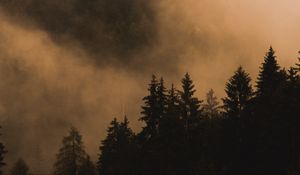 Превью обои ель, деревья, туман, дым