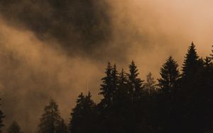 Превью обои ель, деревья, туман, дым