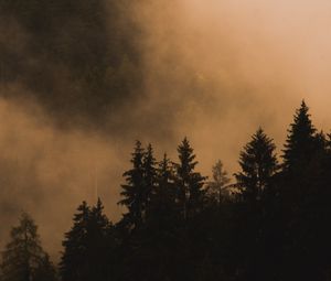 Превью обои ель, деревья, туман, дым