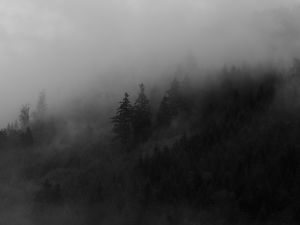 Превью обои ель, деревья, туман, лес, дым