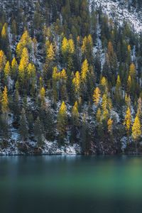 Превью обои ель, деревья, вода, озеро, заснеженный