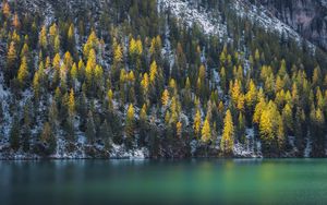 Превью обои ель, деревья, вода, озеро, заснеженный