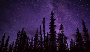 Превью обои ель, деревья, звездное небо, звезды