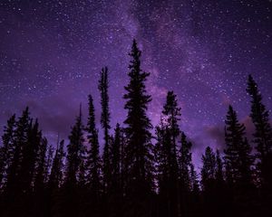 Превью обои ель, деревья, звездное небо, звезды