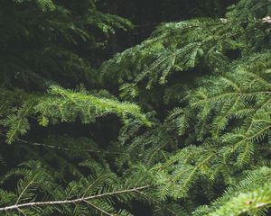 Превью обои ель, дерево, иголки, ветки, макро, зеленый
