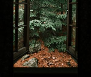 Превью обои ель, дерево, камни, облака, окно