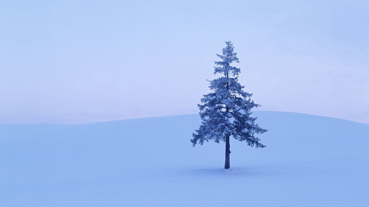 Обои ель, дерево, поле, снег, зима, иней