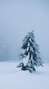 Превью обои ель, дерево, снег, метель, зима