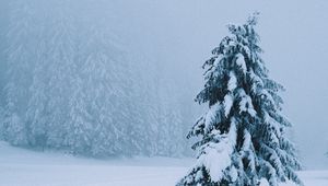 Превью обои ель, дерево, снег, метель, зима