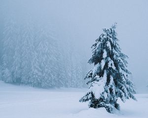 Превью обои ель, дерево, снег, метель, зима