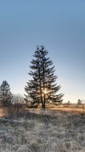 Превью обои ель, дерево, трава, небо