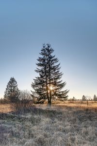 Превью обои ель, дерево, трава, небо