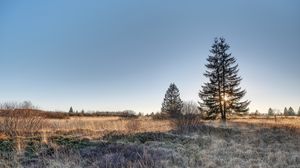Превью обои ель, дерево, трава, небо