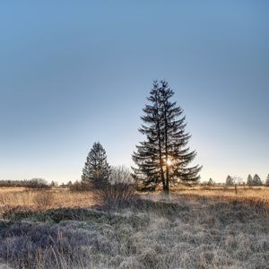Превью обои ель, дерево, трава, небо