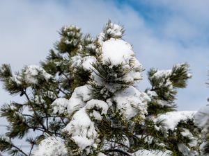 Превью обои ель, дерево, ветки, иголки, снег, зима