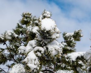 Превью обои ель, дерево, ветки, иголки, снег, зима