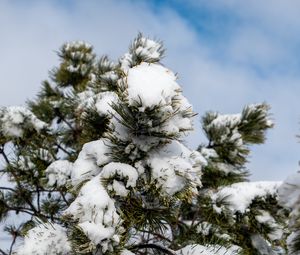 Превью обои ель, дерево, ветки, иголки, снег, зима