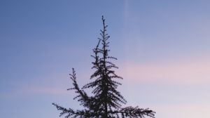 Превью обои ель, дерево, закат, небо