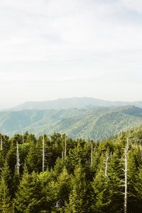 Превью обои ель, горы, холмы, даль, небо