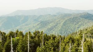 Превью обои ель, горы, холмы, даль, небо