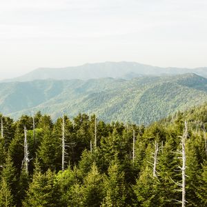 Превью обои ель, горы, холмы, даль, небо