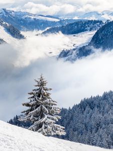 Превью обои ель, холмы, снег, облака, лес