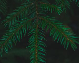 Превью обои ель, иголки, ветки, макро