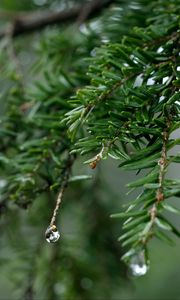 Превью обои ель, капли, роса, природа