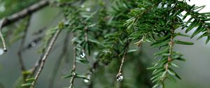 Превью обои ель, капли, роса, природа