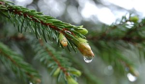 Превью обои ель, капля, ветка