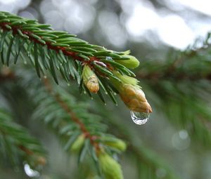 Превью обои ель, капля, ветка