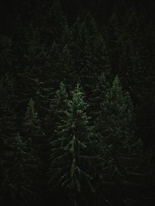 Превью обои ель, лес, деревья, темный