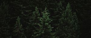 Превью обои ель, лес, деревья, темный