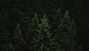 Превью обои ель, лес, деревья, темный