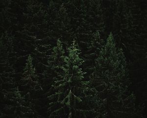Превью обои ель, лес, деревья, темный