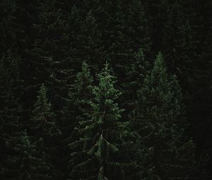 Превью обои ель, лес, деревья, темный