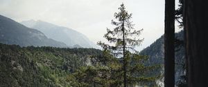 Превью обои ель, лес, деревья, дорога, туман