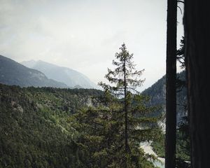 Превью обои ель, лес, деревья, дорога, туман