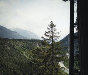 Превью обои ель, лес, деревья, дорога, туман