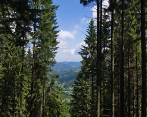 Превью обои ель, лес, деревья, кусты, горы